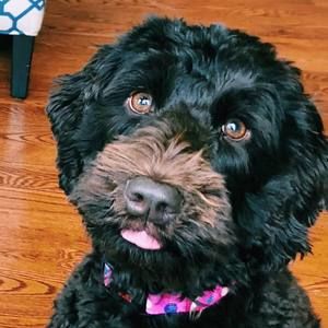 Meet your Posher, Mary